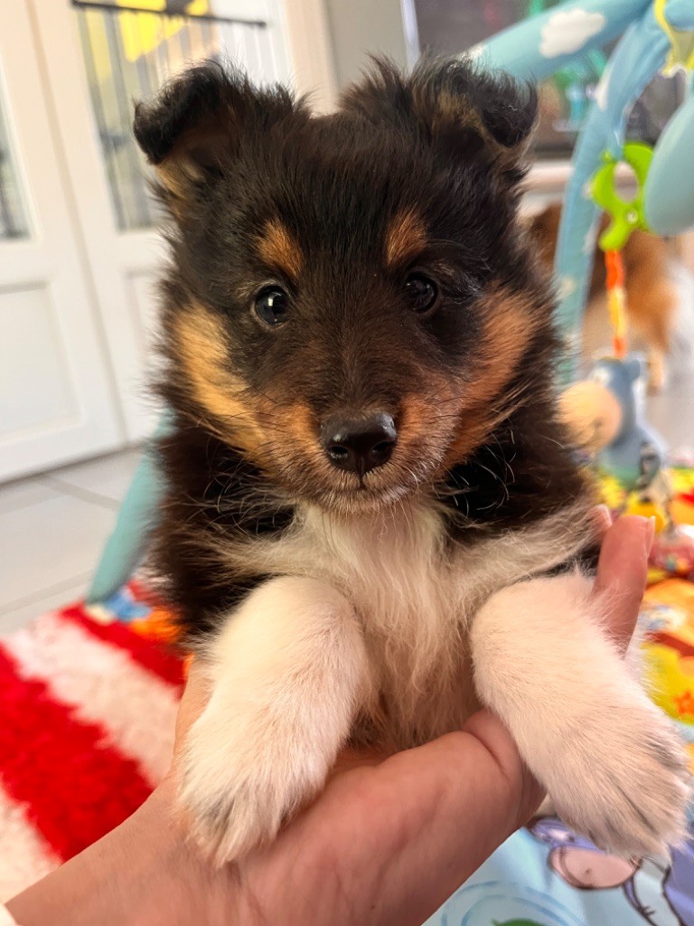 De La Plaine D'Hannah - Chiots disponibles - Shetland Sheepdog